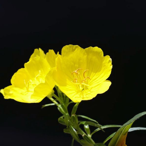 🌼 Unlocking the Secrets of Evening Primrose A Powerful Herb in Herbal