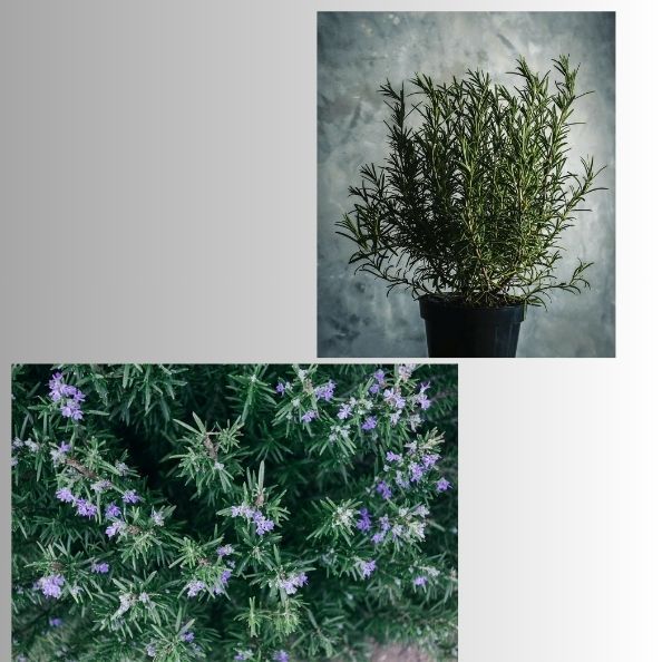 Rosemary The Herbal Elixir for Healthy Hair and Holistic Healing 💚