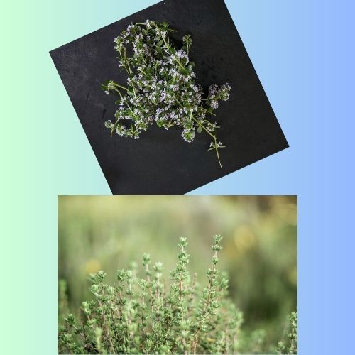 From Garden to Medicine How Thyme is Revolutionizing Herbalism
